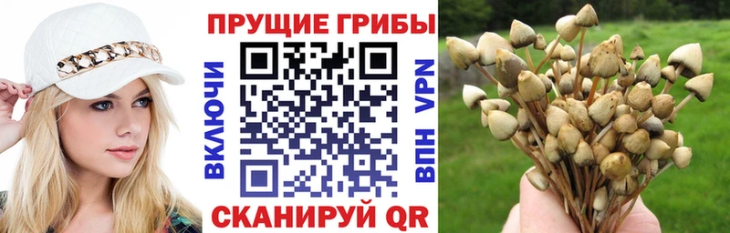 наркошоп  Новороссийск  OMG ссылка  Галлюциногенные грибы Cubensis 